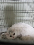 경기 평택 비전동에서 페르시안 친칠라 구조