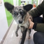 경기 성남 운중동에서 흑갈색 강아지 구조