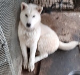 경남 함양 휴천면 한남마을에서 흰색 강아지 구조