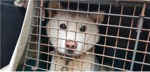 대전 중구 목달동에서 흰색 진돗개 구조