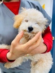 경기 파주 광탄면 부흥로에서 푸들 구조