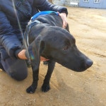 전북 군산 전주교대 부설초등학교에서 래브라도 리트리버 구조