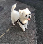 갑자기 검은콩 세 개가..부르면 뿅!하고 나타나는 천사 댕댕이