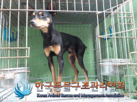 서울 강서구 까치산로에서 미니어쳐 핀셔 구조
