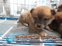 경기 포천 영중면 호국로 해장국집 앞에서 갈검흰색 강아지 구조
