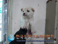 경기 포천 영중면 호국로 해장국집 앞에서 연갈색 강아지 구조