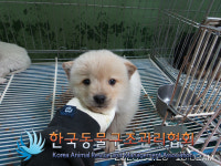 경기 포천 영중면 호국로 해장국집 앞에서 연갈색 강아지 구조