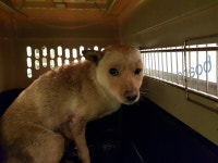 부산 남구 우룡산 공원체력장에서 갈색 강아지 구조