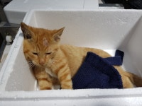 경기 광주 오포읍 회안대로에서 교통사고 고양이 구조