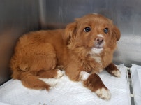 경기 광주 장지사거리에서 갈색 강아지 구조