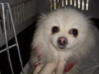 경기 오산 성호대로에서 빨간옷 포메라니안 구조