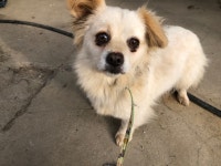 경기 시흥 농업기술센터에서 흰색 강아지 구조