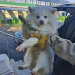충북 청주 대성동 우성아파트 후문에서 포메라니안 구조