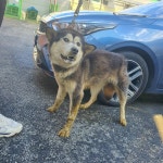 충북 청주 분평동에서 말라뮤트 믹스 강아지 구조