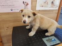 전북 전주 서신동에서 크림색 강아지 구조