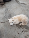 전남 보성 보성정수장에서 목줄착용 흰색 강아지 구조