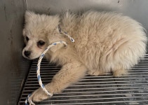 충남 논산 연산면 송정리 야산에서 흰갈색 강아지 구조