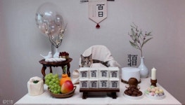 이상한 부분을 찾으시오..아기 집사 백일상 뺏은 뻔뻔한 고양이