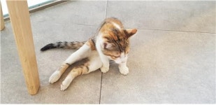 대전 중구 목동 충남여고 주변에서 삼색 고양이 구조