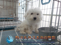 서울 강서구 강서로에서 말티즈 구조