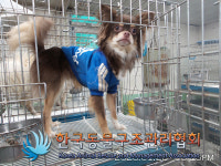 서울 동대문구 회기동에서 치와와 구조