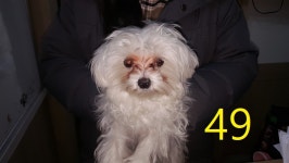 인천 계양 귤현동 차량기지에서 말티즈 구조