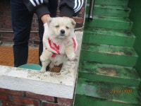 강원 동해 구미택지1길에서 흰갈색 강아지 구조