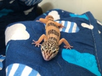 경기 안산 본오동에서 레오파트게코 도마뱀 구조