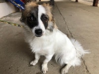 경기 시흥 정왕지구대에서 백갈흑색 강아지 구조