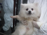 제주 서귀포시 동홍로에서 포메라니안 구조