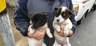 강원 강릉 성산면 장안길 가정집에서 바둑이 2마리 구조