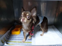 경북 포항 중섬로에서 치와와 구조