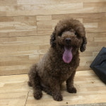 경기 부천 월드펫동물병원에서 푸들 구조