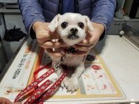경기 광주 곤지암에서 가게 앞에 묶여있던 말티즈 구조