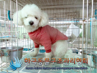 경기 김포 하성면에서 비숑 프리제 구조