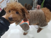 전북 전주 송천동 대명아파트 앞 편의점에서 토이 푸들 구조