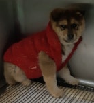 충북 제천 청풍호로에서 빨간옷 갈색 강아지 구조