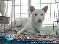 서울 강동구 명일초등학교 인근에서 흰색 강아지 구조