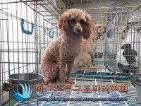 서울 노원구 중계중학교 인근에서 푸들 구조