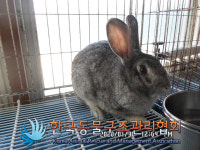 서울 강북구 수유동 빌란 인근에서 토끼 구조