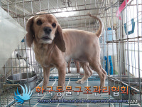 서울 강북구 도봉로3 빌딩 로비에서 코카 스파니엘 구조
