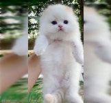솜사탕 닮은 아깽이 냥빨 후 공개된 본 모습..같은 냥이 맞아?