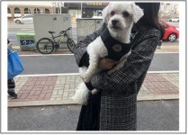 대전 중구 태평동 수침교 주변에서 말티즈 구조