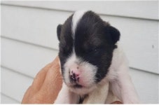 대전 중구 유천동 모텔 주변에서 믹스견 한쌍과 새끼 7마리 구조