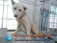 경기 김포 하성로에서 흰색 강아지 구조