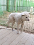 경기 파주 문산읍 이천리에서 흰색 강아지 구조