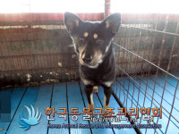 경기 의정부 산곡로에서 블랙탄색 강아지 구조