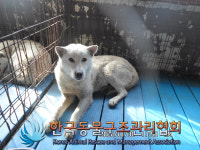 경기 의정부 산곡로에서 흰색 강아지 구조