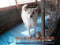 경기 의정부 산곡로에서 흰색 강아지 구조