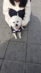 전북 익산 신동무왕로에서 비숑 프리제 구조
